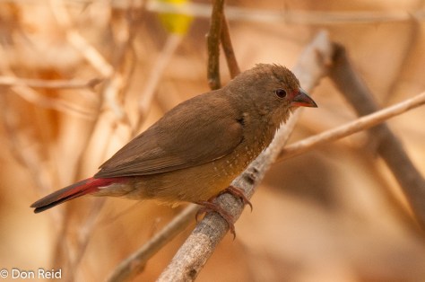 Red-billed Firefinch (Female), Victoria Falls