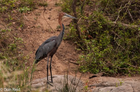 Goliath Heron