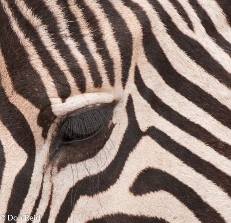 Burchell's Zebra, Satara - Nwanetsi S100