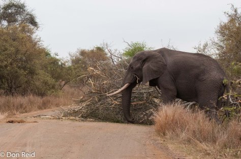 Elephant road block, Satara - Nwanetsi S100