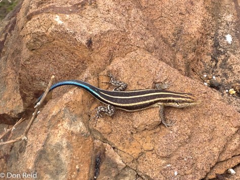 Lizard, Nwanetsi Viewpoint