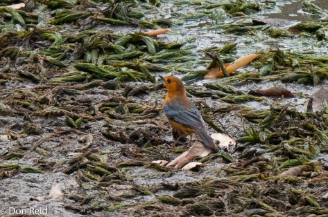 Red-capped Robin-Chat, Sweni Hide
