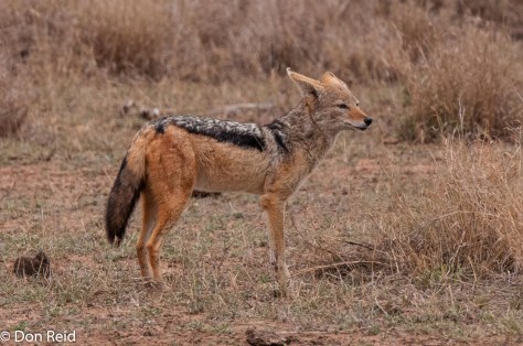 Black-backed Jackal, Satara - Nwanetsi S100
