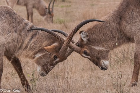 Waterbuck males