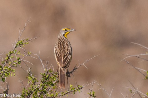 Yellow-throated Longclaw