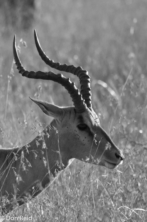 Impala early morning