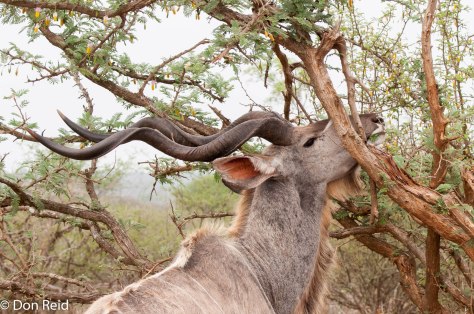 Kudu