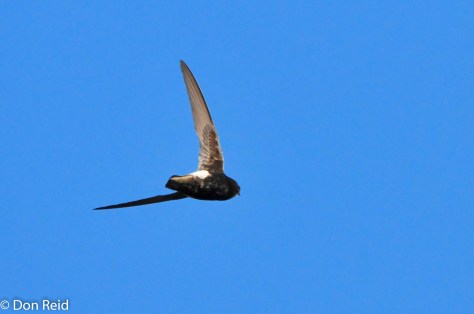 Little Swift