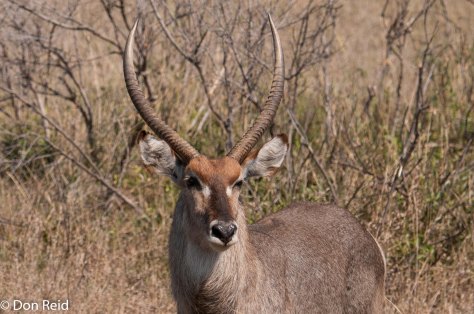 Waterbuck