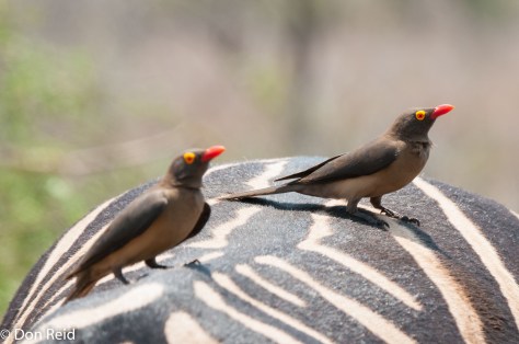 Red-billed Oxpecker