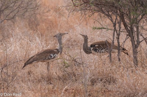 Kori Bustard, Timbavati Road