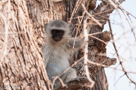 Vervet Monkey