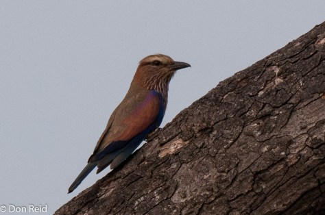 Purple Roller