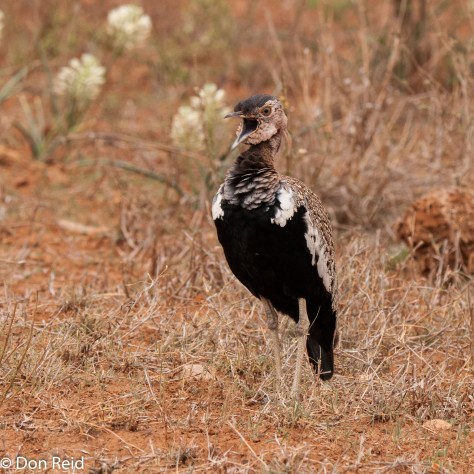 Red-crested Korhaan - front view while calling - can hardly miss him