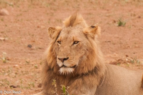 Lion, Girivana, Timbavati Road S40