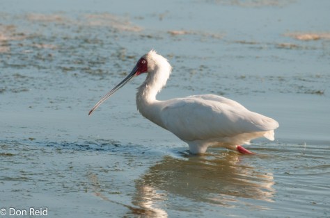 African Spoonbill, Voëlvlei near Gouritzmond