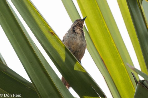 Collared Palm-Thrush, in palm grove on the Road to Sena