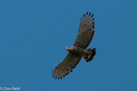 Southern Banded Snake-Eagle, Road to Sena