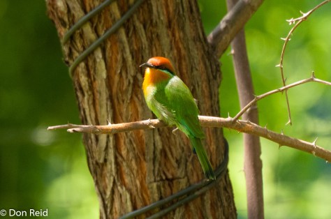 Bohm's Bee-Eater, Rademan's Farm on Zambezi River