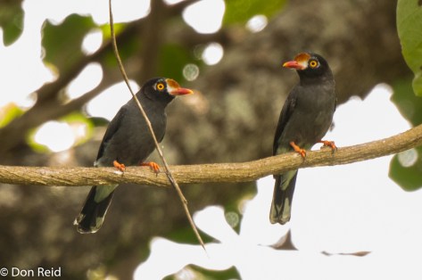 Chestnut-fronted Helmetshrike, Coutada 12 area