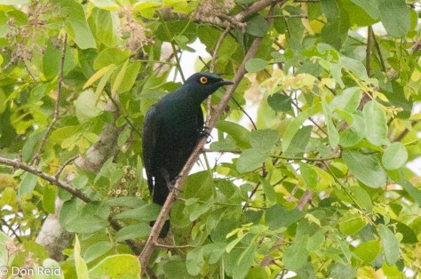 Black-bellied Starling, Mphingwe camp