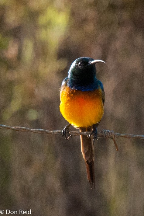 Orange-breasted Sunbird, near Albertinia