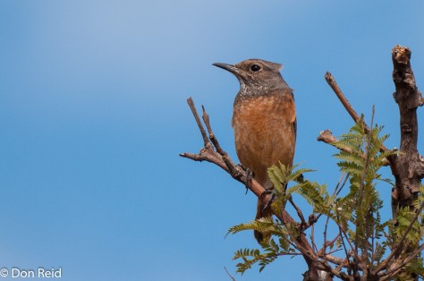 Short-toed Rock-Thrush, Kwamhlanga