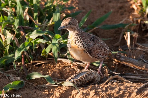 Kurrichane Buttonquail, Hoopstad