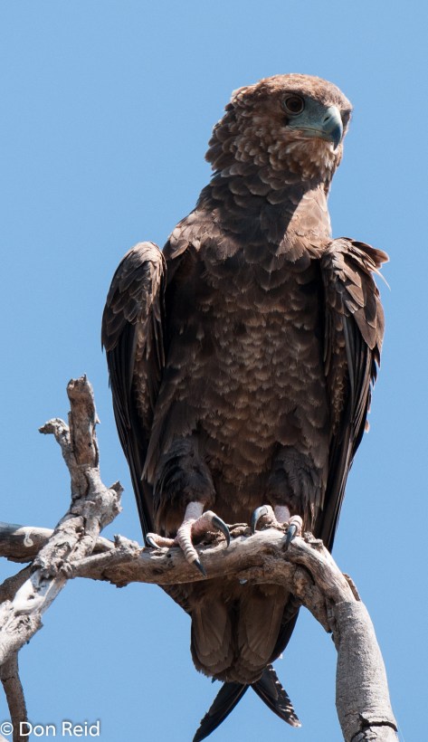 Bateleur (Juvenile), Chobe Game Reserve