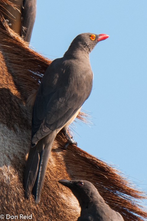 Red-billed Oxpecker, Chobe Game Reserve