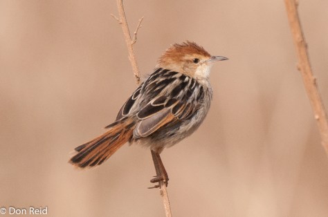 Levaillant's Cisticola, Delmas area