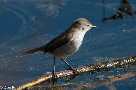 Lesser Swamp Warbler, Marievale