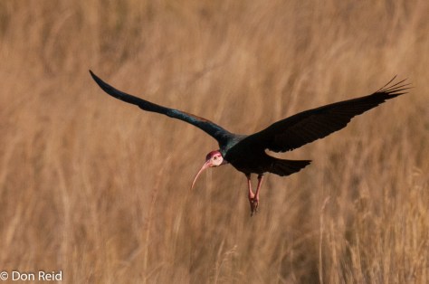 Bald Ibis, Verlorenkloof