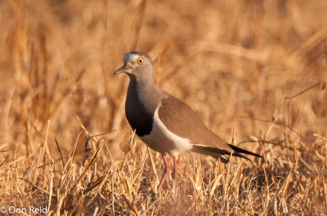 Black-winged Lapwing, Verlorenkloof