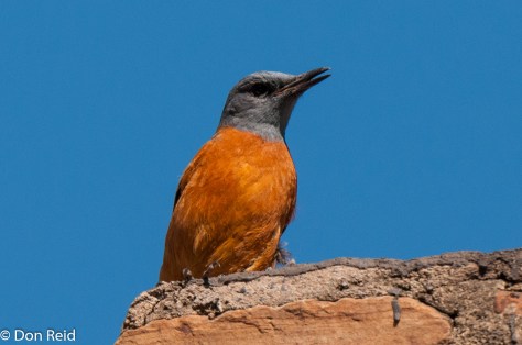 Cape Rock-Thrush, Verlorenkloof