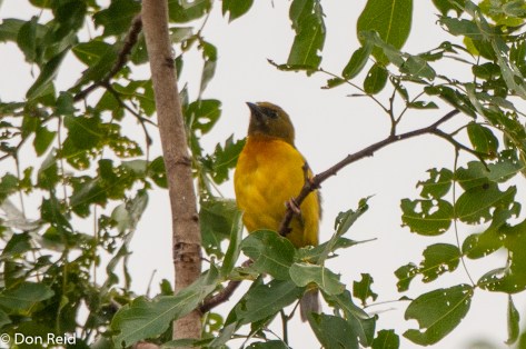 Olive-headed Weaver, Panda Woodland