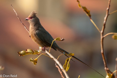 Red-faced Mousebird, Mossel Bay