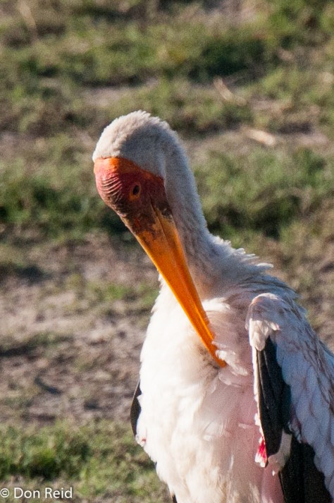 Yellow-billed Stork, Chobe Game Reserve