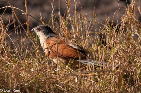 Senegal Coucal, Chobe Game Reserve