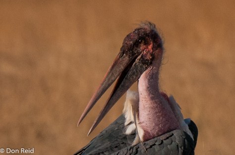 Marabou Stork, Chobe Game Reserve