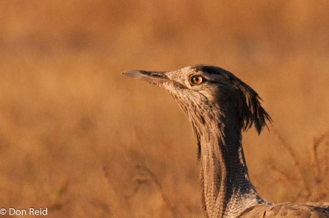 Kori Bustard, Chobe Game Reserve