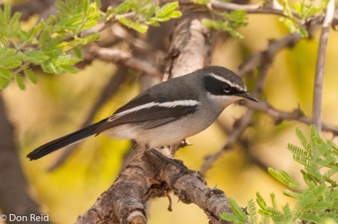 Fairy Flycatcher, Lethlabile North West