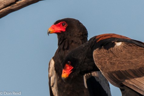 Bateleur, Satara