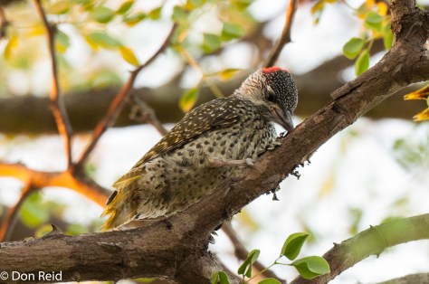 Golden-tailed Woodpecker, Satara