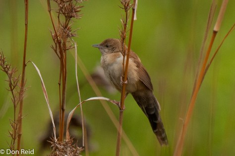 Broad-tailed Warbler, Verlorenkloof