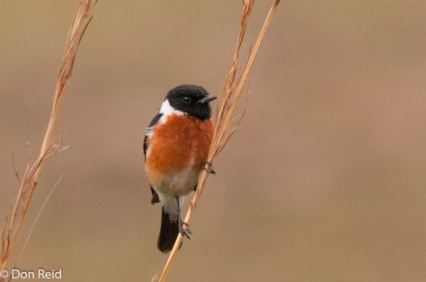 African Stonechat (male), Verlorenkloof