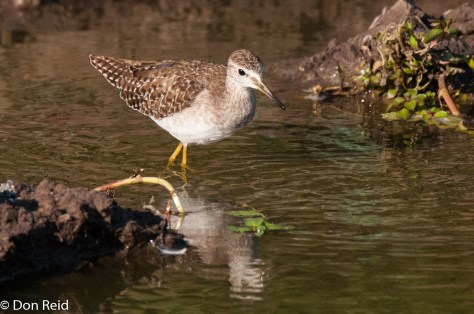 Wood Sandpiper, Kasane Treatment Works