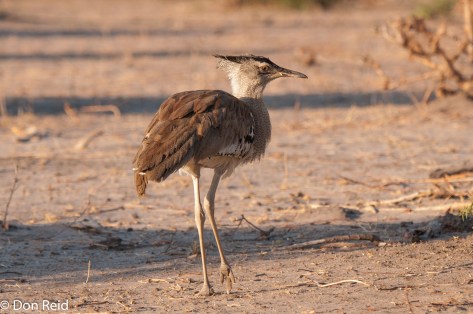 Kori Bustard, Chobe Riverfront