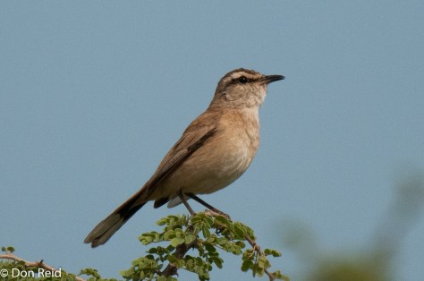 Kalahari Scrub-Robin, Mkhombo area