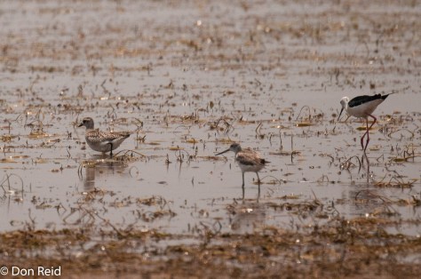 Grey Plover, Marsh Sandpiper, Black-winged Stilt, Mkhombo area